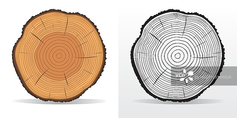 树木年轮和锯切树干图片素材