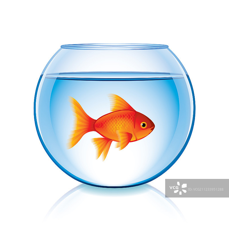 碗中金鱼（隔离背景）图片素材