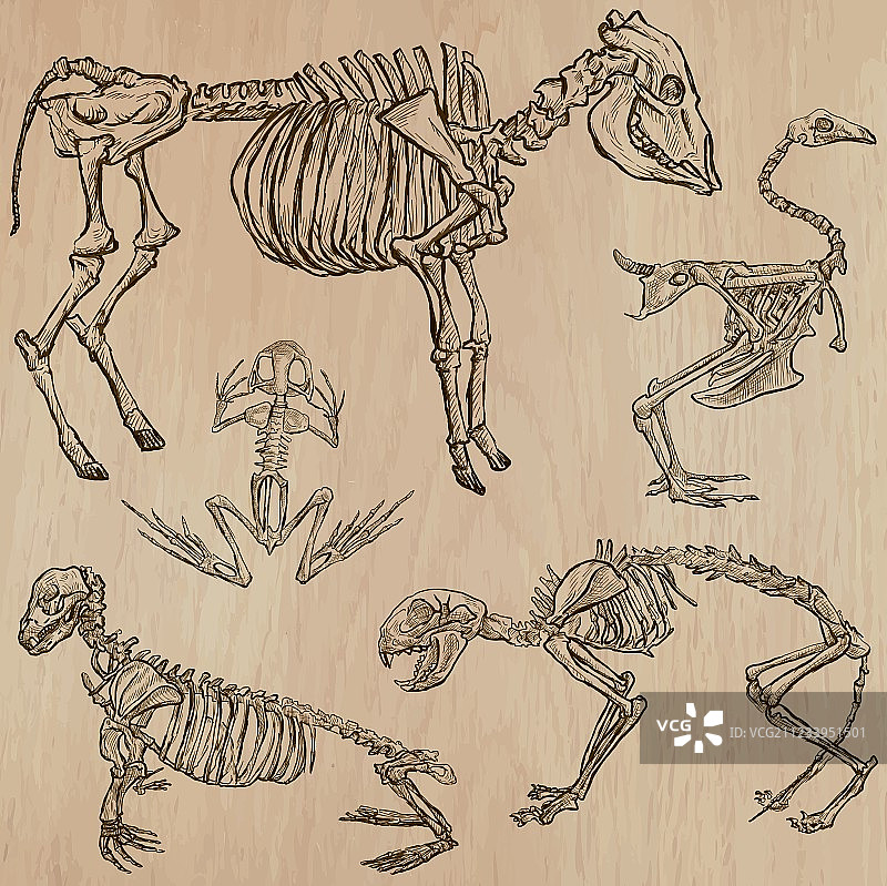 骨骼头骨骷髅 - 徒手画图片素材