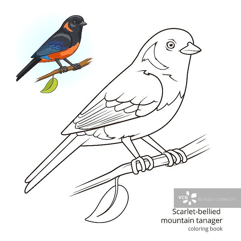 朱腹山雀着色书图片素材