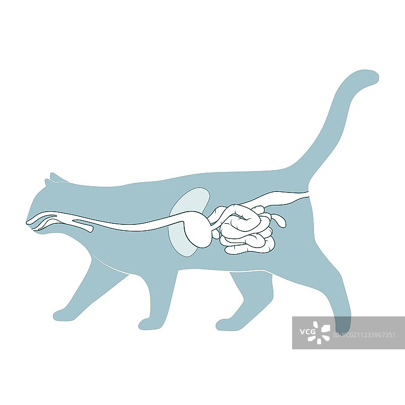 猫的消化系统图片素材
