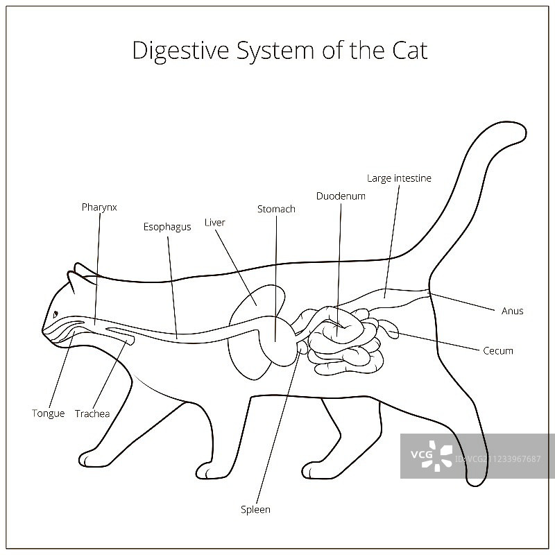 猫的消化系统图片素材
