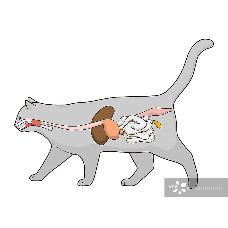 猫的消化系统图片素材