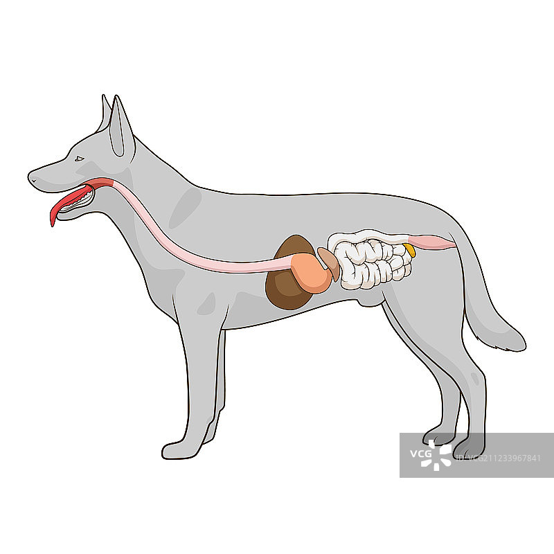 狗的消化系统图片素材