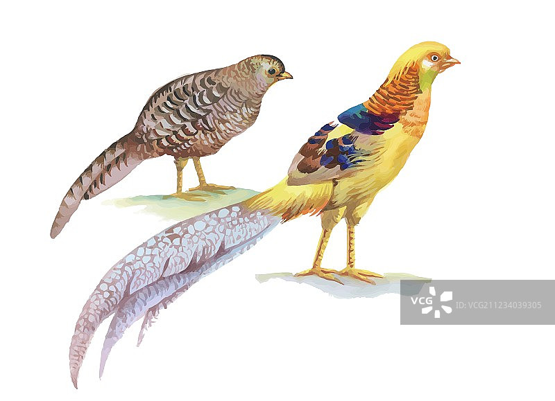 手绘草地花丛中的野鸡图片素材