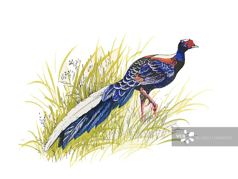手绘草地花丛中的野鸡图片素材