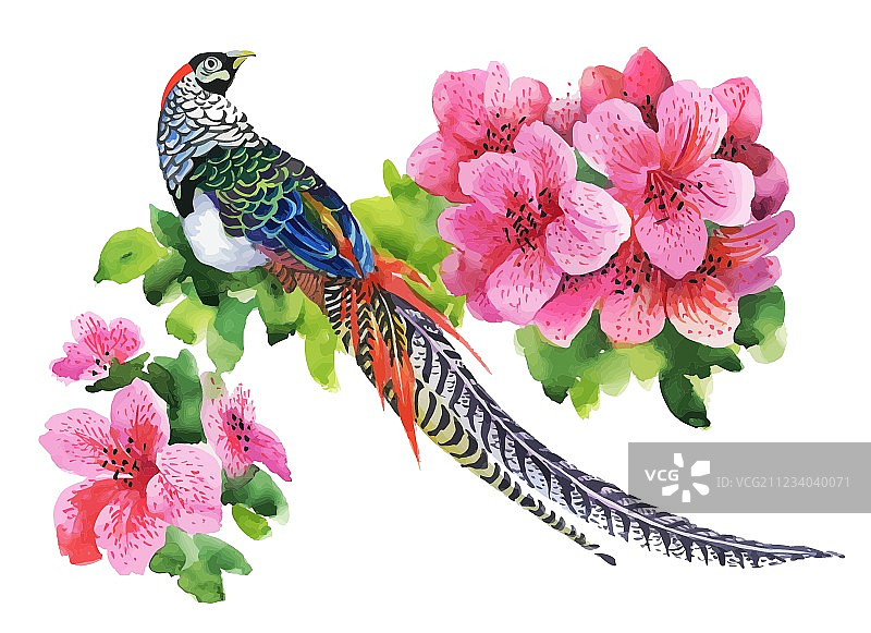 手绘草地花丛中的野鸡图片素材