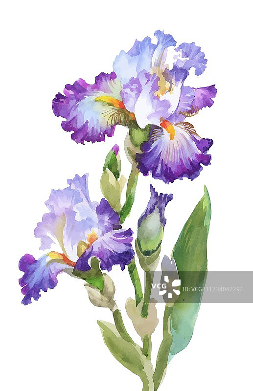 白色背景上的古典风格水彩花卉图片素材