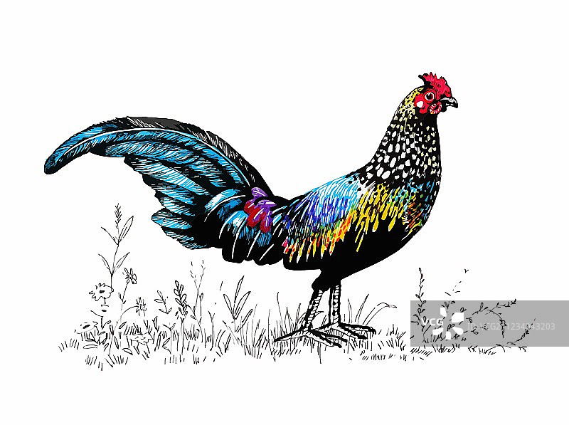 农场公鸡轮廓图案图片素材