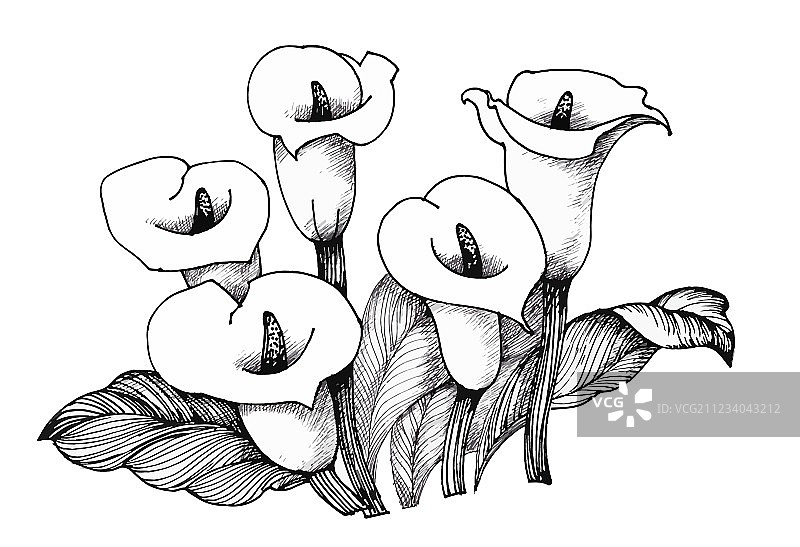 黑白马蹄莲花卉图片素材