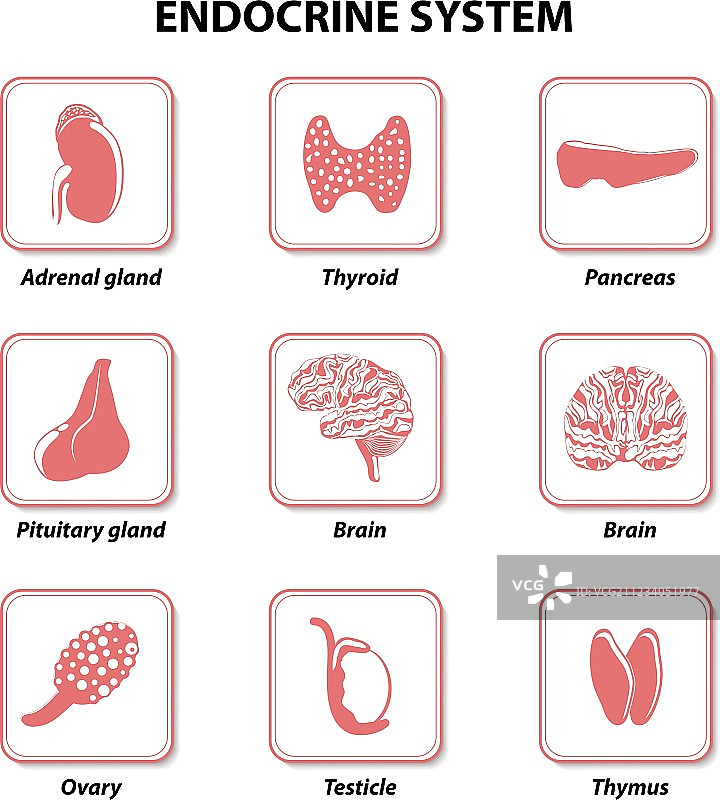 内分泌系统图片素材