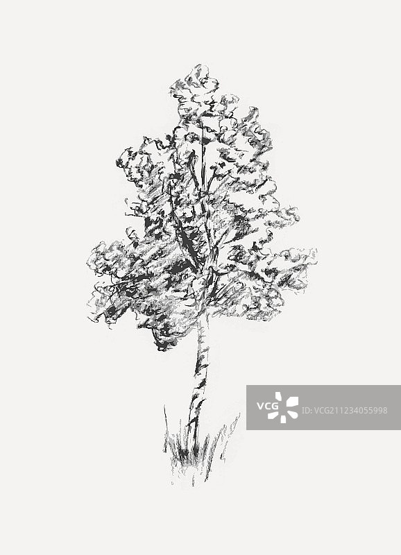 白色背景上的桦树素描图片素材