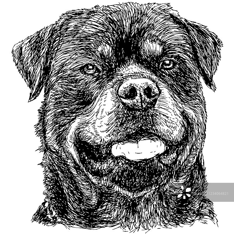 罗威纳犬02图片素材