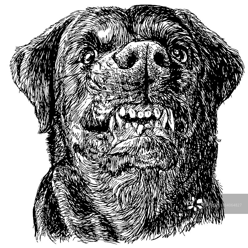 罗威纳犬07图片素材