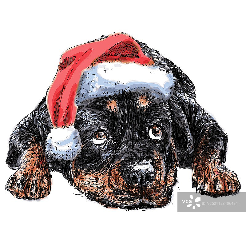 罗威纳犬26图片素材