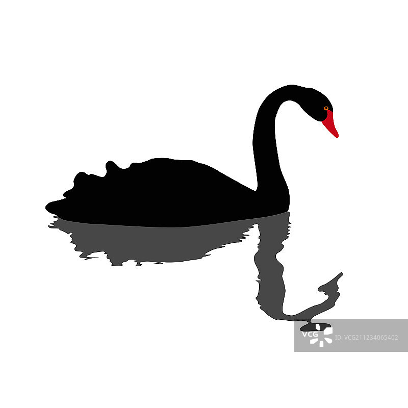游泳的黑天鹅图片素材