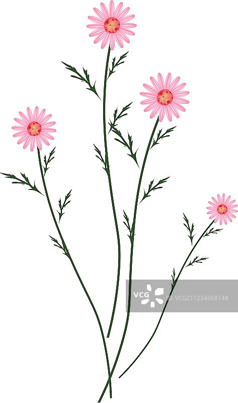 白色背景上的古老玫瑰雏菊花图片素材