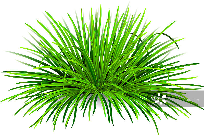 一束绿草图片素材