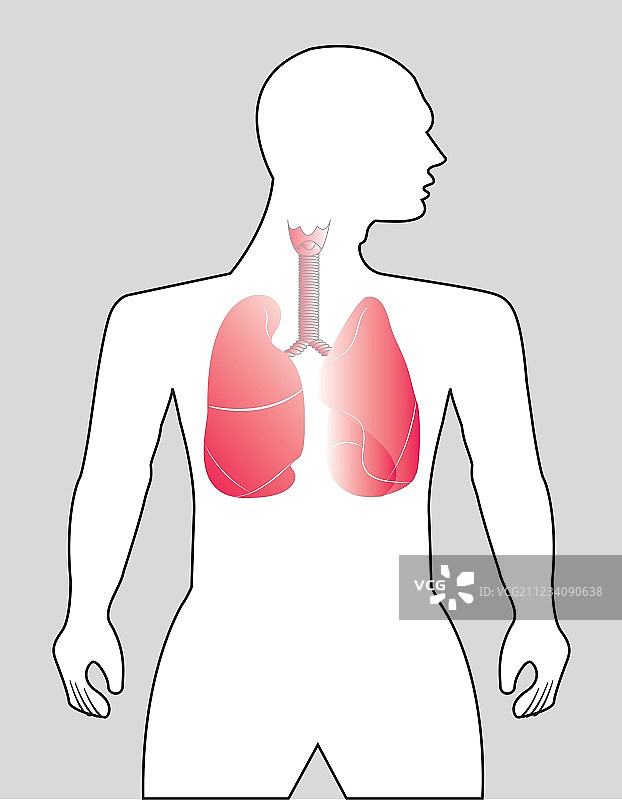 人类肺部图片素材