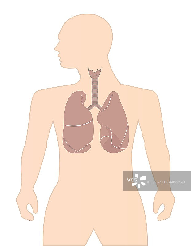 人类肺部图片素材