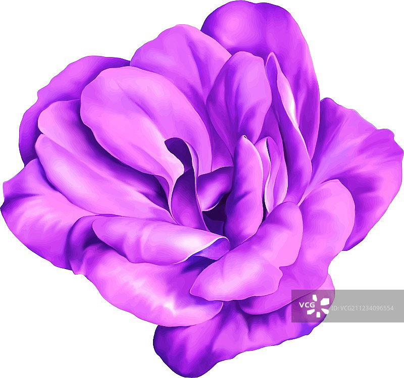 粉色山茶玫瑰花图片素材