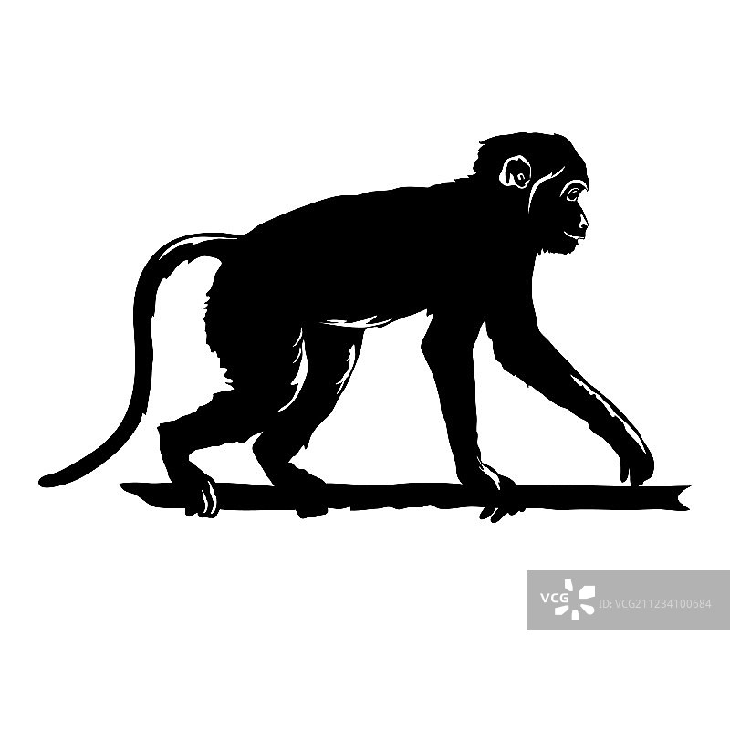 白色背景上的猴子黑色剪影图片素材