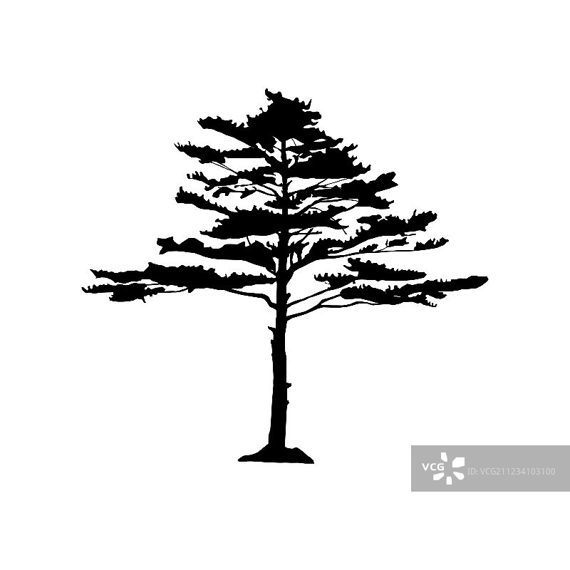 针叶树剪影图片素材