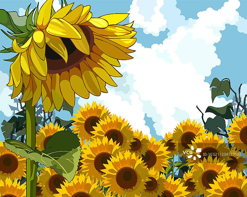 向日葵背景上的向日葵图片素材