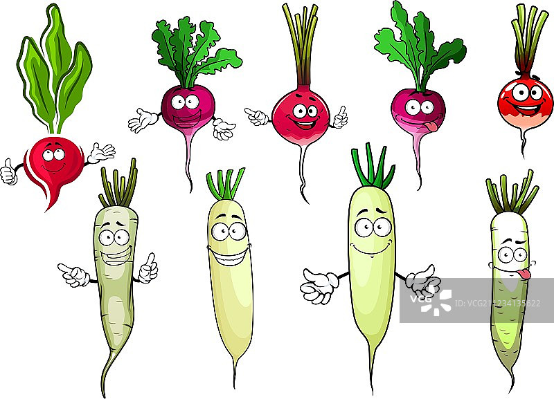 红萝卜和白萝卜蔬菜图片素材