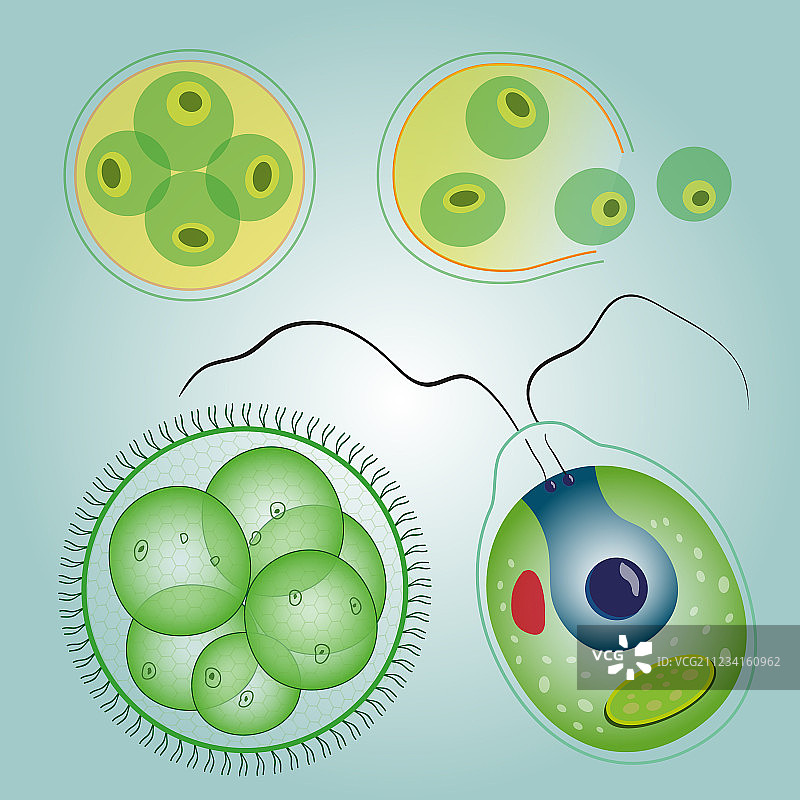 单细胞藻类图片素材