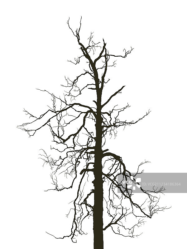 可怕的桦树图片素材