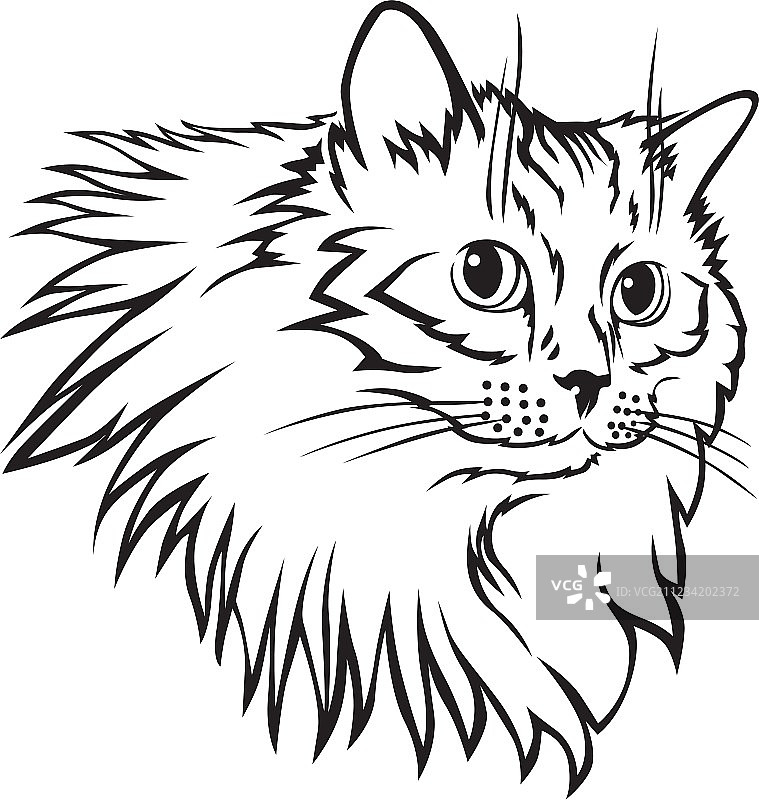 猫的蓬松鬃毛图片素材