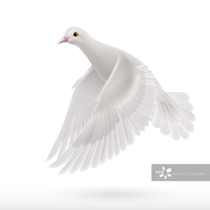 白色鸽子图片素材