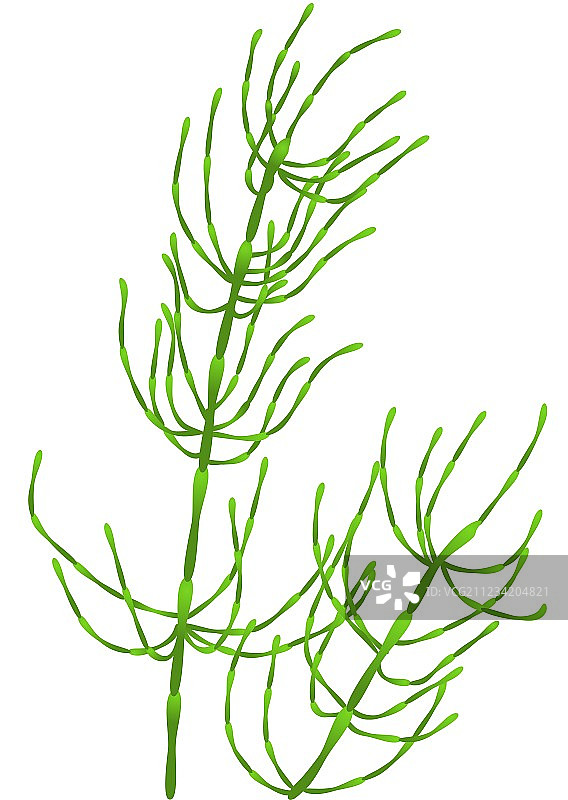 马尾草图片素材