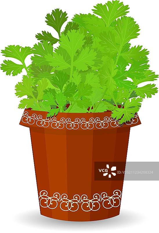 花盆里的欧芹图片素材