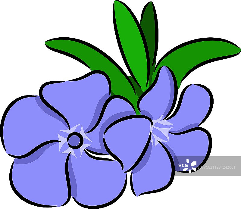 长春花图片素材