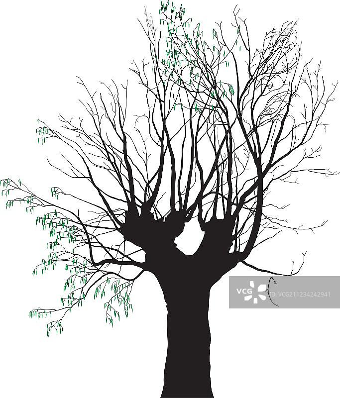 老树上的嫩叶图片素材