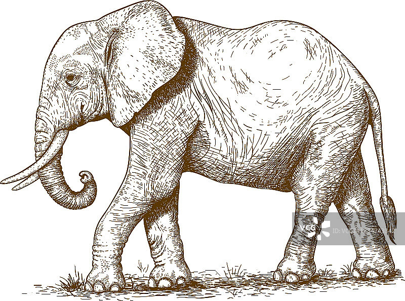 大象雕刻图片素材