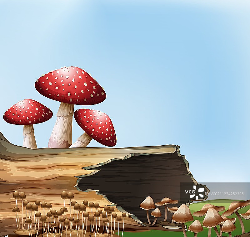 树桩上的蘑菇图片素材