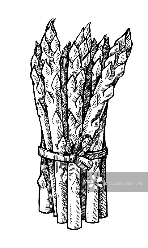 手绘芦笋图片素材