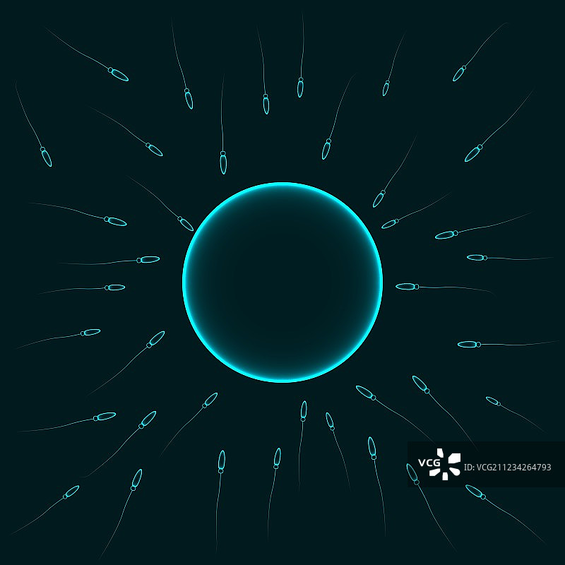 自然授精精子使卵细胞受精图片素材