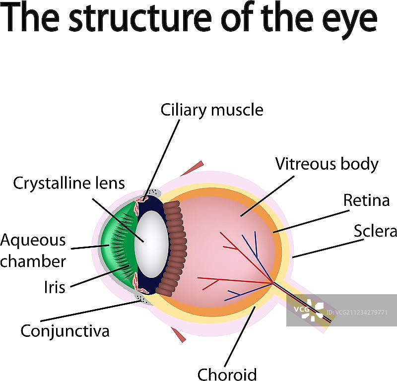 眼睛的结构图片素材