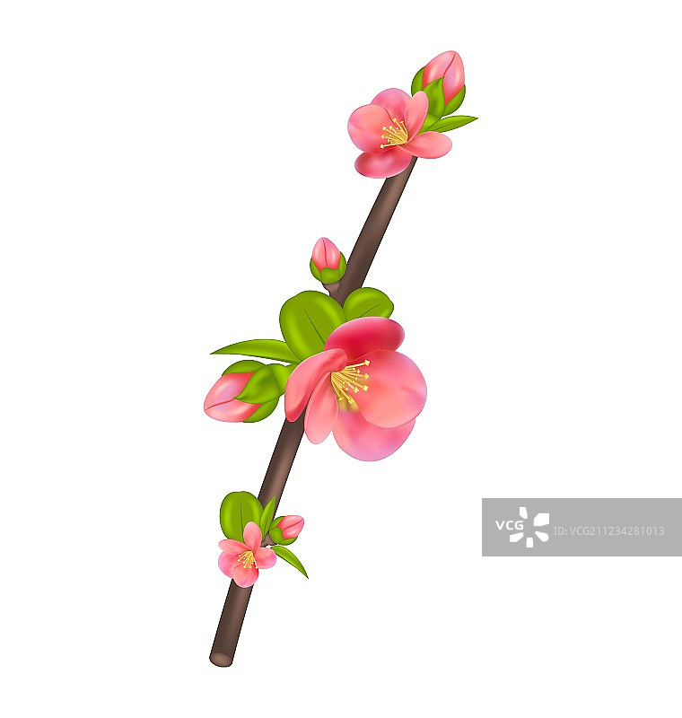 日本木瓜花枝图片素材