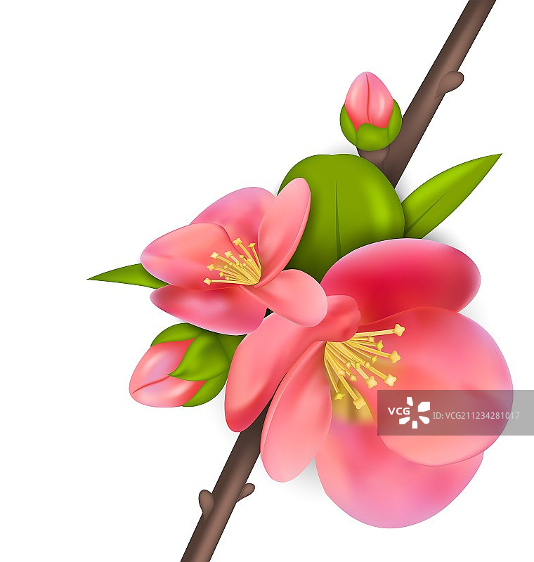 日本木瓜花苞枝条图片素材