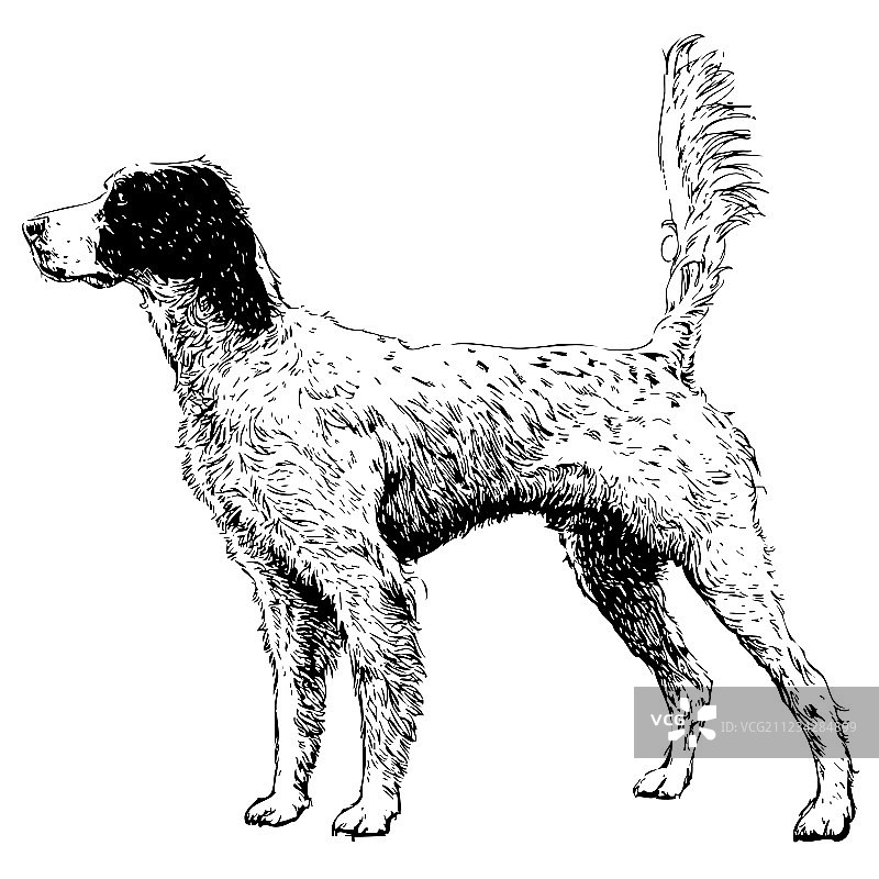 英国雪达犬10图片素材