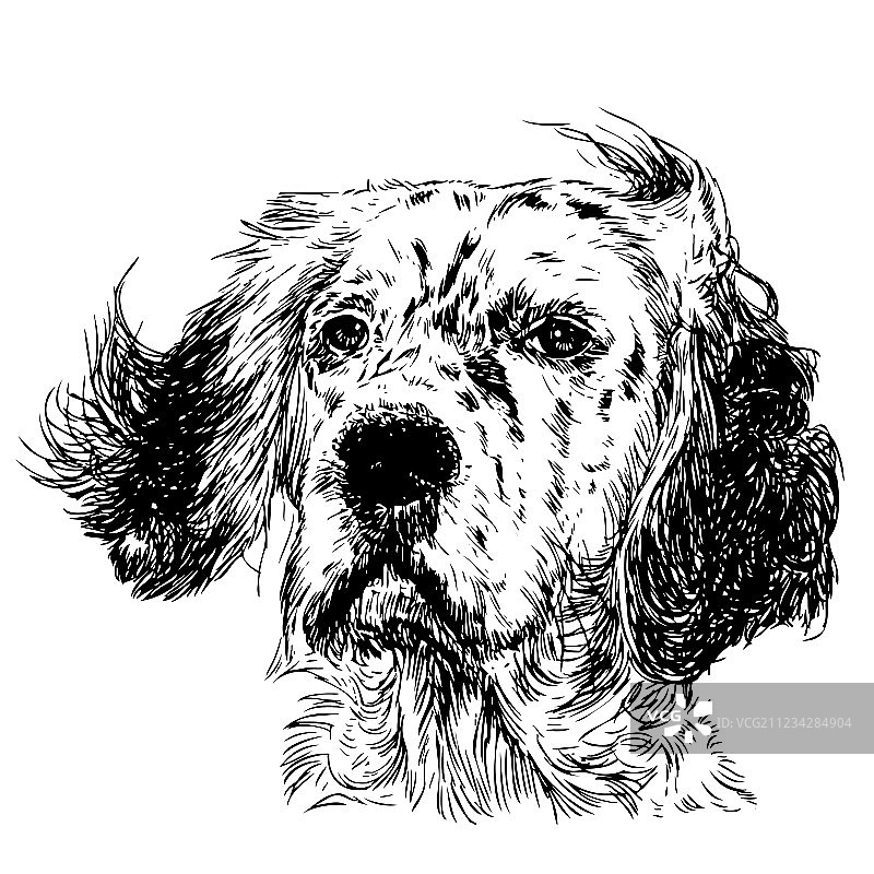 英格兰雪达犬03图片素材