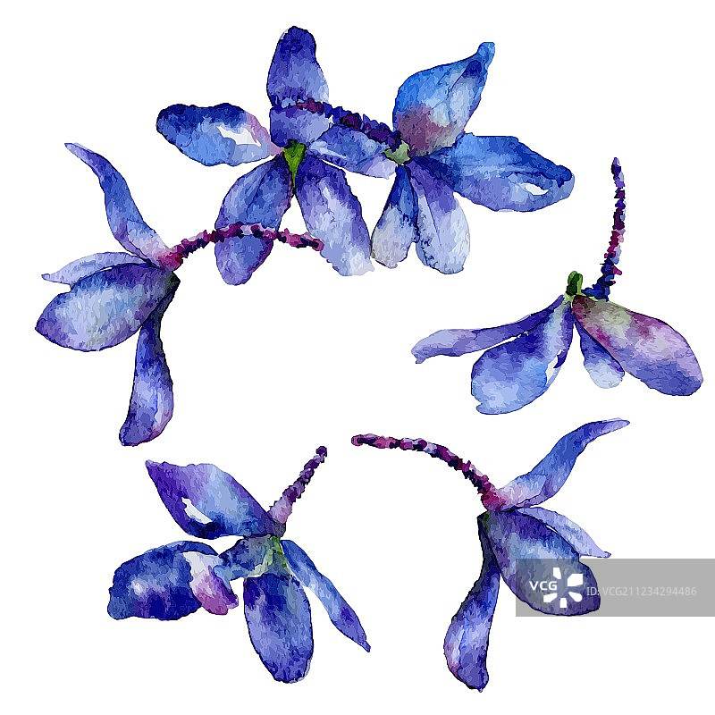 翠雀花图片素材