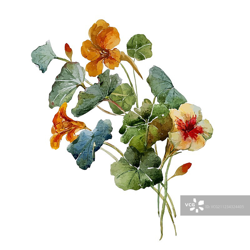 旱金莲水彩画图片素材