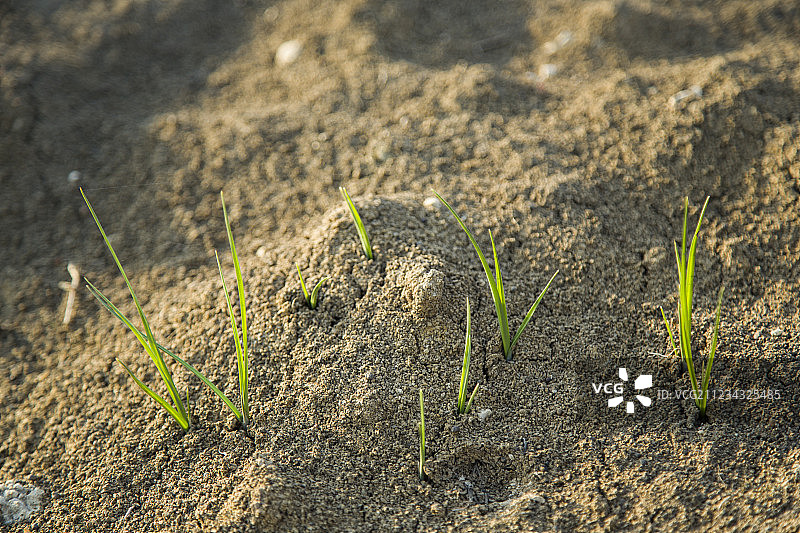 小草生长萌芽沃土图片素材