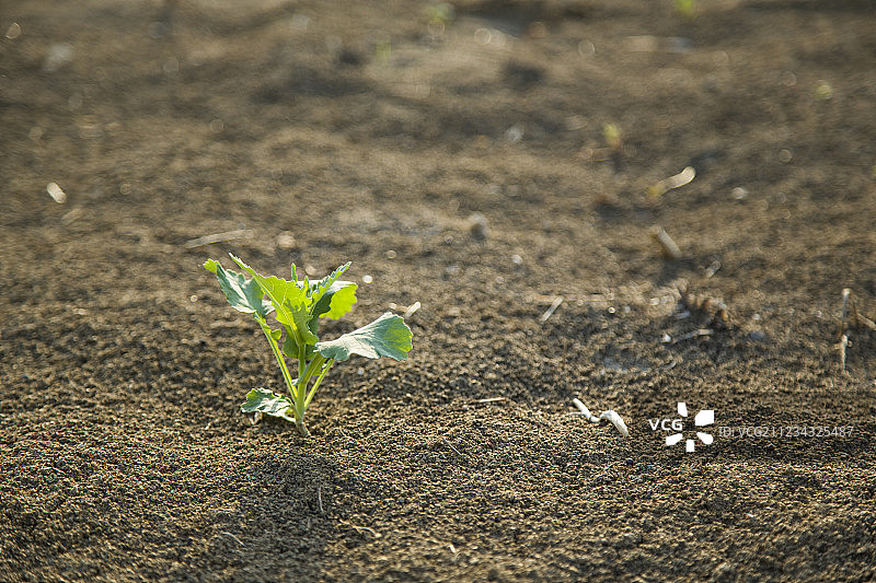小草生长萌芽沃土图片素材